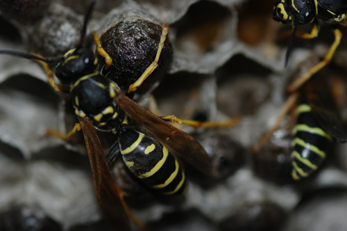 Polistes biglumis bimaculatus sul nido